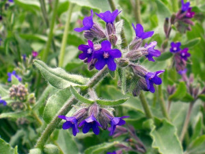 Miruta-Anchusa officinalis