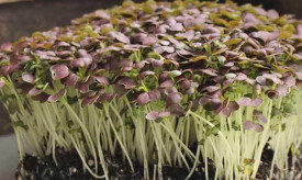 Microgreens