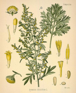 Pelin-Artemisia