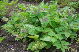 Plamanarica-Pulmonaria Officinalis