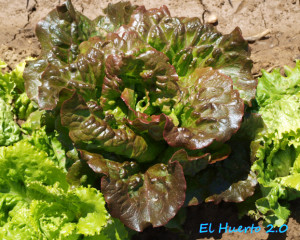 Salata Iceberg-Maravilla de Verano