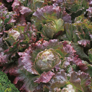 Salata Marvel 4 Seasons