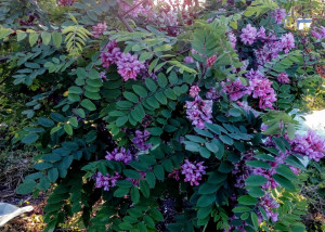 Salcam roz-Robinia Hispida