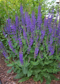 Salvia Nemorosa
