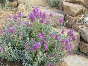 Salvia Pachyphylla
