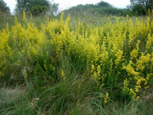 Sanziene galbene-Galium verum 