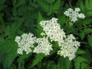 Smirna-Myrrhis odorata
