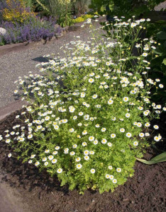 Spilcuta-Tanacetum parthenium 