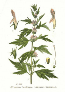 Talpa gastei-Leonurus cardiaca
