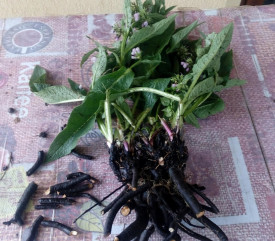 Tataneasa-Symphytum officinale