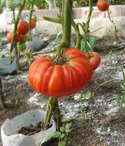 Tomate BG Fantasy