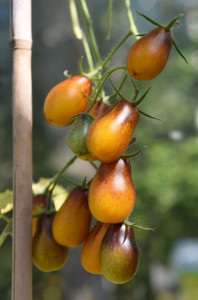 Tomate cherry Indigo Pear Drops