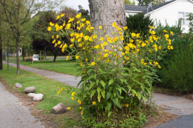 Topinambur-Helianthus tuberosus
