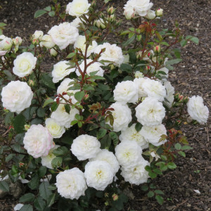 Trandafir Pitic White Fairy