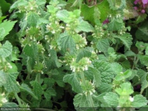 Unguras-Marrubium vulgare