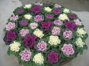Varza ornamentala mix