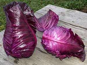 Varza rosie Red Kalibos
