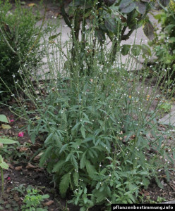 Verbena Officinalis