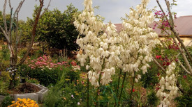 Yucca filamentosa