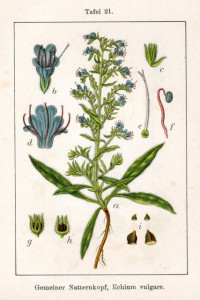  Iarba Sarpelui-Echium vulgare
