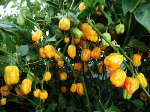 Ardei iute Habanero Yellow