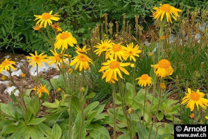 Arnica montana
