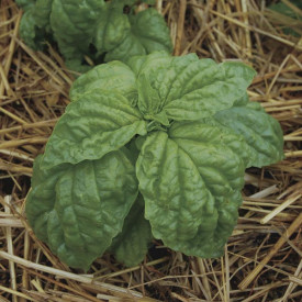 Busuioc Lettuce leaf green