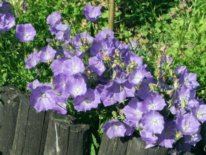 Campanula Carpatica blue