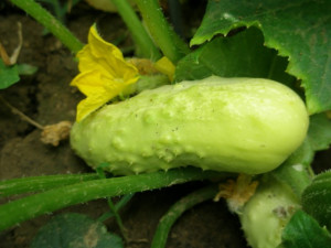 Castravete alb White Wonder 