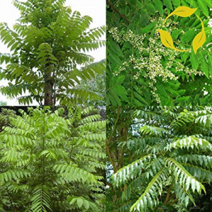 Cedru Chinezesc-Toona Sinensis