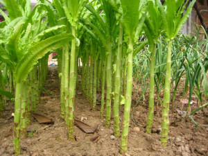 Celtuce-Lactuca sativa var.Augustana