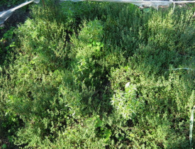 Cimbrisor-Thymus serpyllum