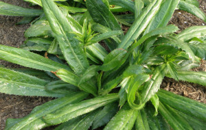 Coriandru Mexican-Eryngium Foetidum