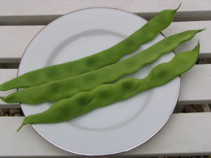 Fasole urcatoare lata verde
