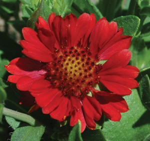 Gaillardia Aristata Arizona Red