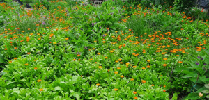 Galbenele-Calendula officinalis