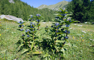 Gentiana Cruciata