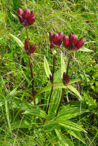 Gentiana Purpurea