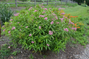Iarba fluturilor-Asclepias incarnata