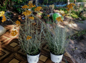Imortela-Helichrysum arenarium-Siminoc