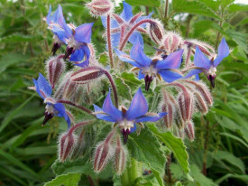 Limba mielului-Borago officinalis albastra