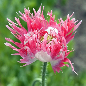 Mac Laciniatum Pink Fizz