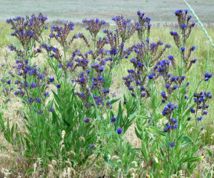 Miruta-Anchusa officinalis