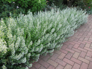 Nepeta cataria-Catusnica 