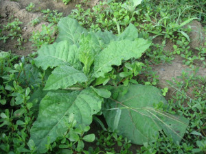 Nicotiana-Regina noptii alba