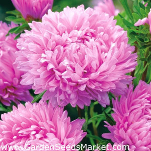 Ochiul boului-Callistephus chinensis Paeony Pink