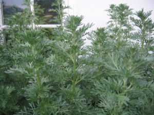 Pelin-Artemisia
