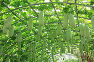 Pepene galben de iarna Wax Gourd