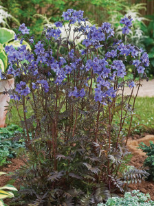 Polemonium Yezoense Purple Rain Strain