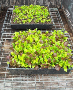 Salata Baby Leaf 